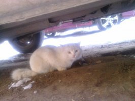 Очень колоритные уличные коты