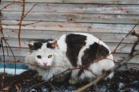 У кота сотрясение мозга. Разные зрачки, первый признак.