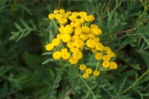 Можно и так: