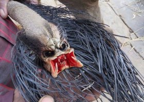 10 вещей, которые вам вряд ли доводилось видеть своими глазами