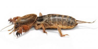 От этой гадости я у себя на огороде не могу избавиться , ещё бы я здесь ей восхищался !