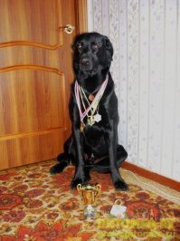 Уже четверть века я "заводчик дворняжек-чемпионов" ))
Да, мне нравятся многие породы. Но я всегда беру с улицы. И не соглашусь, что на дворней не оборачиваются. Ещё как оборачиваются! Ведь породные - они определённо-стандартные, а дворни - уникальны. И у дворняг тоже достижения могут быть - фризби, аджилити, скиджеринг и прочее.
Дворняги тоже могут быть чемпионами ;)
Ну и как говорилось в статье - собака - это решение. И оно для каждого своё - кто-то хочет породу, а кому-то всё равно :)