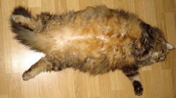 20 диких вещей, которые ты тайно делаешь со своим котиком