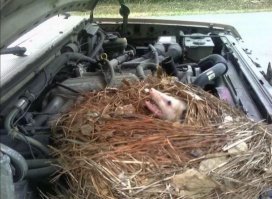 У неё гнездо под капотом. :)