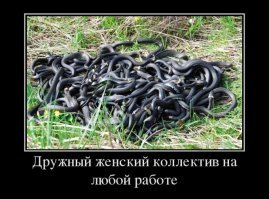 Как я первый и последний раз работала в женском коллективе