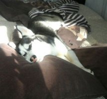 только загремев тарелкой удалось его разбудить