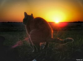 Субботний котопост
