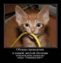 Субботний котопост