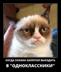 Субботний котопост