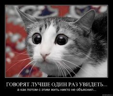 Субботний котопост