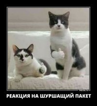 Субботний котопост