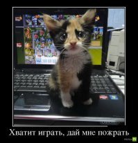 Субботний котопост