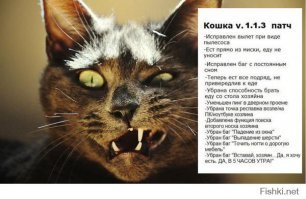 Субботний котопост