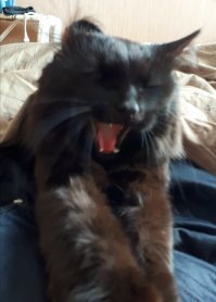 Ну и классика
Палец сунуть в пасть знающего кота!