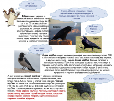 Ворона пытается оплатить билет чужой банковской картой