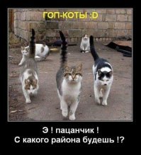 Субботний котопост