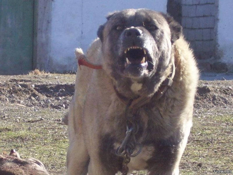 Звериный оскал природы