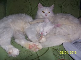 Субботний котопост