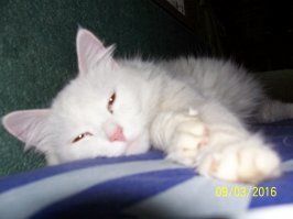 Субботний котопост