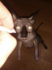 Звериный оскал природы