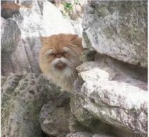 этот кот выглядит как старый мудрый китаец