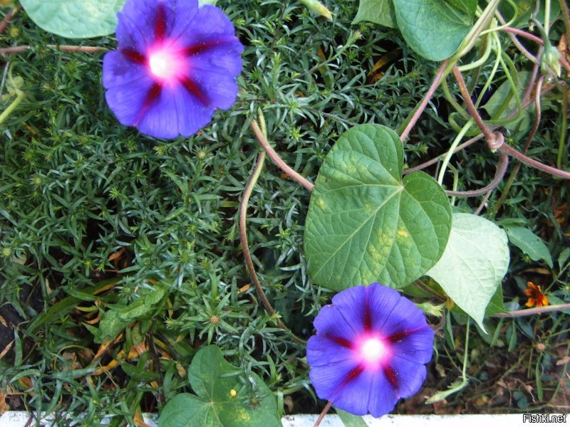 городской житель ?