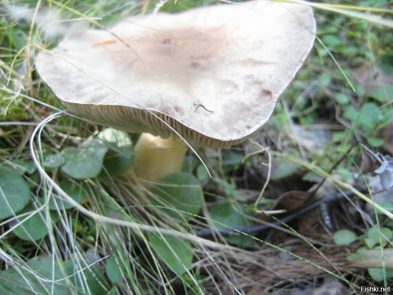 городской житель ?