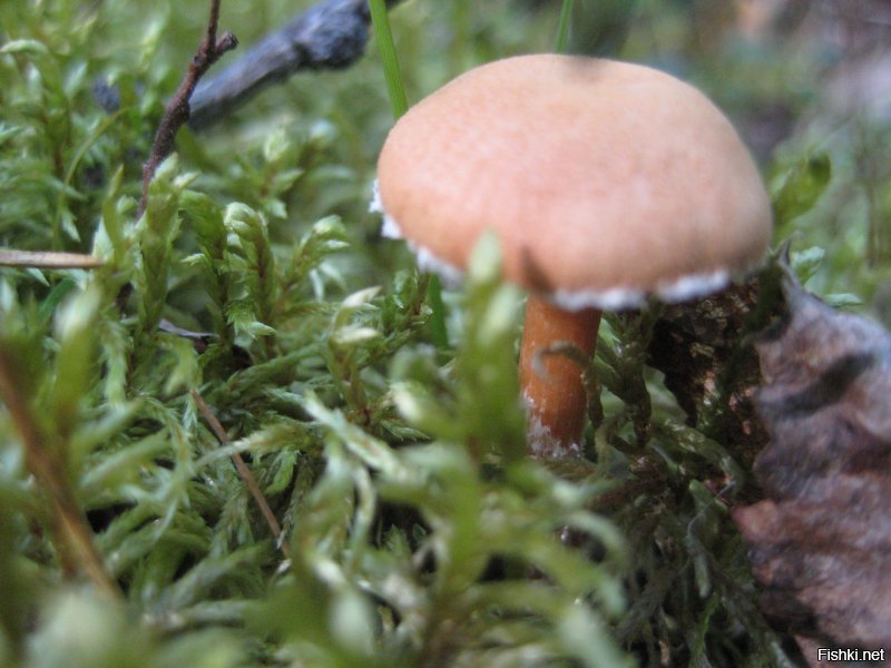 городской житель ?