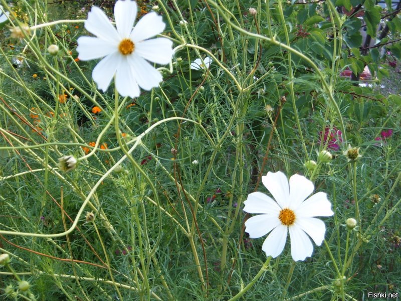 городской житель ?