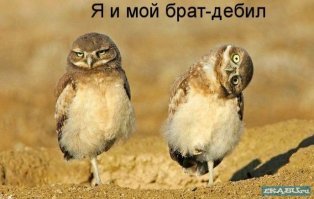 Неотразимые самцы и пикаперы из соцсетей