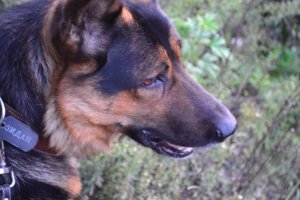 думается, что ключевой момент в этой истории - у хозяина есть 15 тыс. долл на оборудование для груминга и 800 долл./мес. на шампуни. 
К сожалению, у меня нет таких денег на собаку (что печально), хотя мой овчар ест проф. корм и регулярно осматривается ветеринаром. И доволен и счастлив))) ТТТ