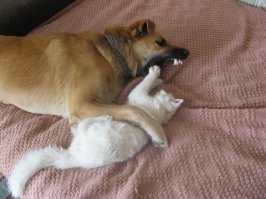 Звериный оскал природы