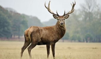 Красивый старт не удался, но зрителей точно порадовал
