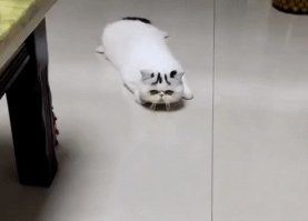 Супер заниженный кот VS заниженный таз