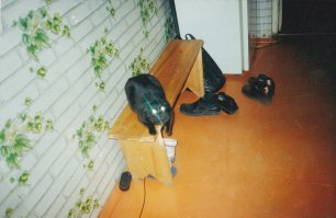 15 котов, которые терпеть не могут целоваться-обниматься!