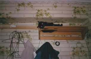 15 котов, которые терпеть не могут целоваться-обниматься!