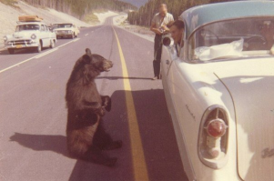 А мишка то, не наш будет.