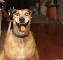 Звериный оскал природы