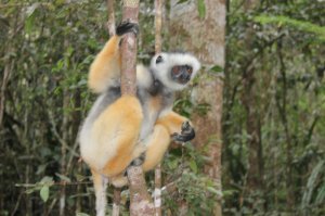 Извините, не туда завесил, ...
Вот эти нахалы, которые в рыжем цвете, чтобы до них добраться, пришлось много км по джунглям Мадагаскара топать. Хотели даже через 6 часов поисков гида побить, но потом нашли их. Это не те, которые типа ручные, это реально дикие в тех самых джунглях, ноги в мазоли стоптали, чтобы их увидеть. Надеюсь, что найду в архиве видео, как они орут как паровозный гудок. (не судите строго - там в архиве полный хлам, т.к. там много чего по многим странам)