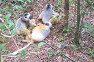 Извините, не туда завесил, ...
Вот эти нахалы, которые в рыжем цвете, чтобы до них добраться, пришлось много км по джунглям Мадагаскара топать. Хотели даже через 6 часов поисков гида побить, но потом нашли их. Это не те, которые типа ручные, это реально дикие в тех самых джунглях, ноги в мазоли стоптали, чтобы их увидеть. Надеюсь, что найду в архиве видео, как они орут как паровозный гудок. (не судите строго - там в архиве полный хлам, т.к. там много чего по многим странам)