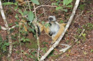 Извините, не туда завесил, ...
Вот эти нахалы, которые в рыжем цвете, чтобы до них добраться, пришлось много км по джунглям Мадагаскара топать. Хотели даже через 6 часов поисков гида побить, но потом нашли их. Это не те, которые типа ручные, это реально дикие в тех самых джунглях, ноги в мазоли стоптали, чтобы их увидеть. Надеюсь, что найду в архиве видео, как они орут как паровозный гудок. (не судите строго - там в архиве полный хлам, т.к. там много чего по многим странам)