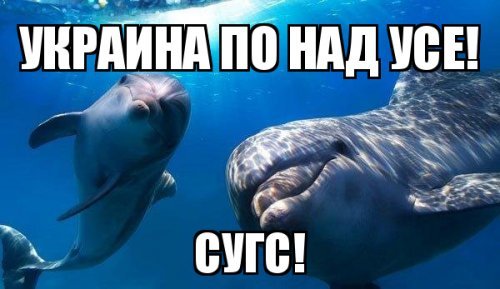 Киев: Оставшиеся в Крыму боевые дельфины «отказались подчиняться россиянам»