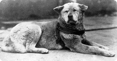 История с псом по кличке Хатико покорила мир еще в 1932 году, после выхода в свет газеты с заметкой об этом преданном псе, который уже более 7 лет ждал возвращения своего умершего хозяина. Покорила настолько, что в Японии ему поставили памятник.