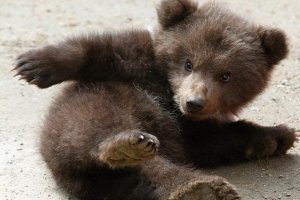Херня какая-то, два года не врубать, что это медведь. Да уже в два месяца его ни с каким щенком не спутаешь, пuздаболы δлять