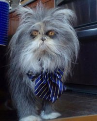 Сэр Дог Мир Мур