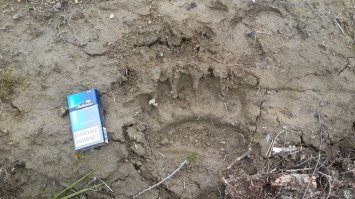 О медвежьих лапах