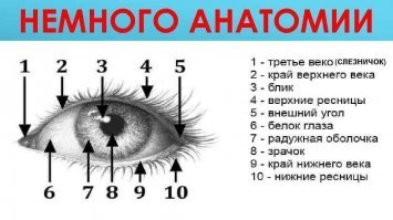 Э, нет, уважаемый. Белки выглядят так ( 6):