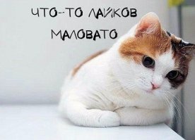 Выставка котов