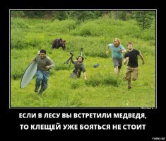 О медвежьих лапах