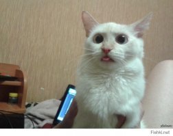 "Нинада!.."